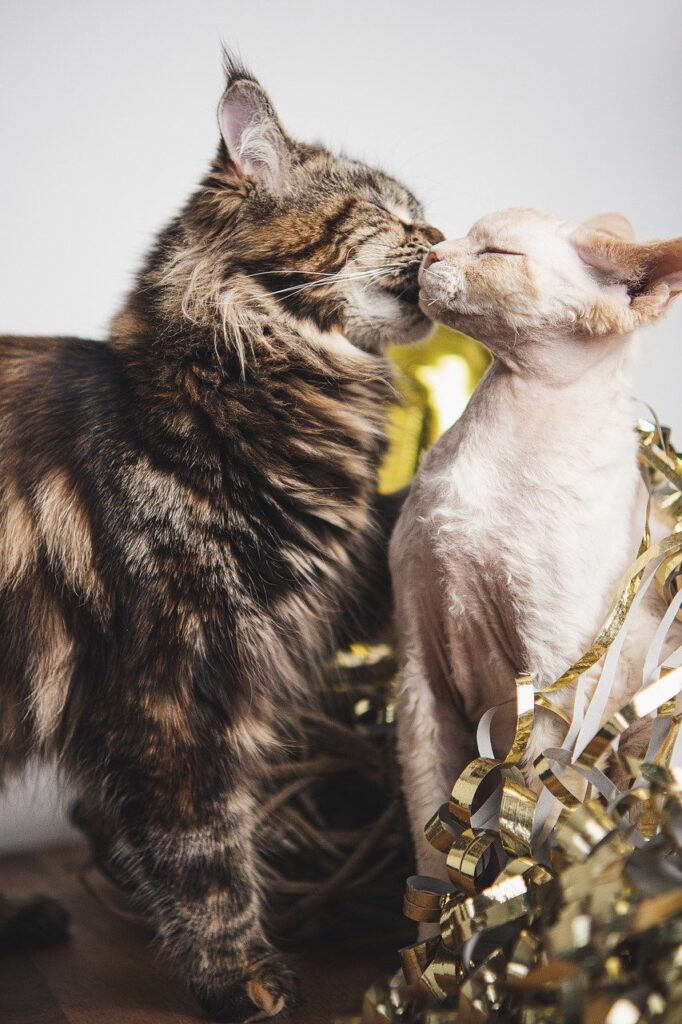 cat, couple, pet-7762887.jpg