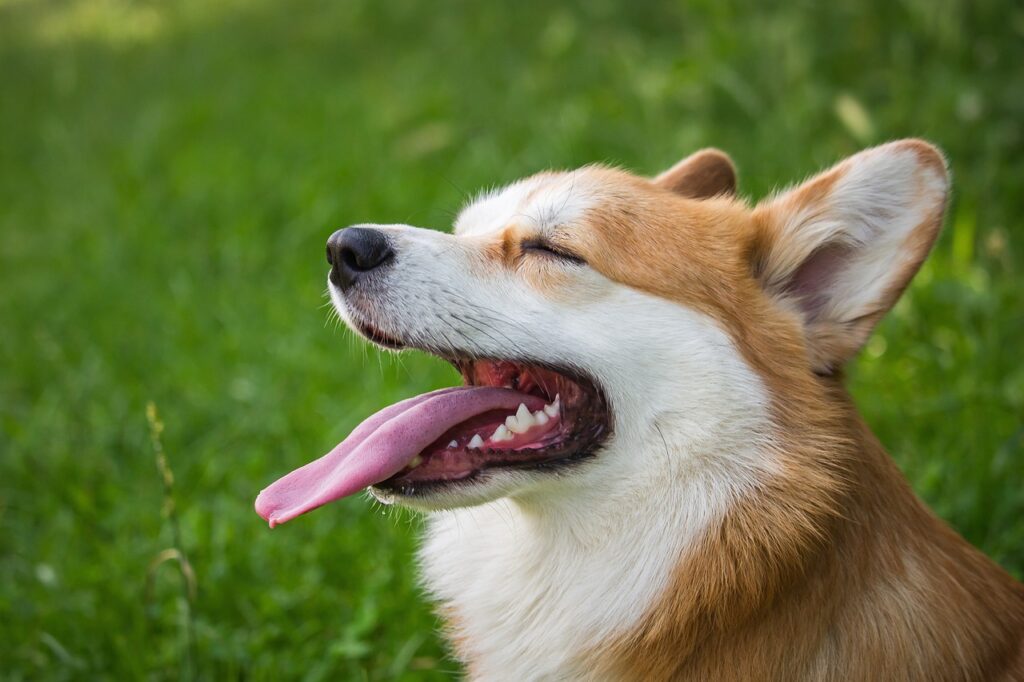 dog, nature, pet-6394502.jpg